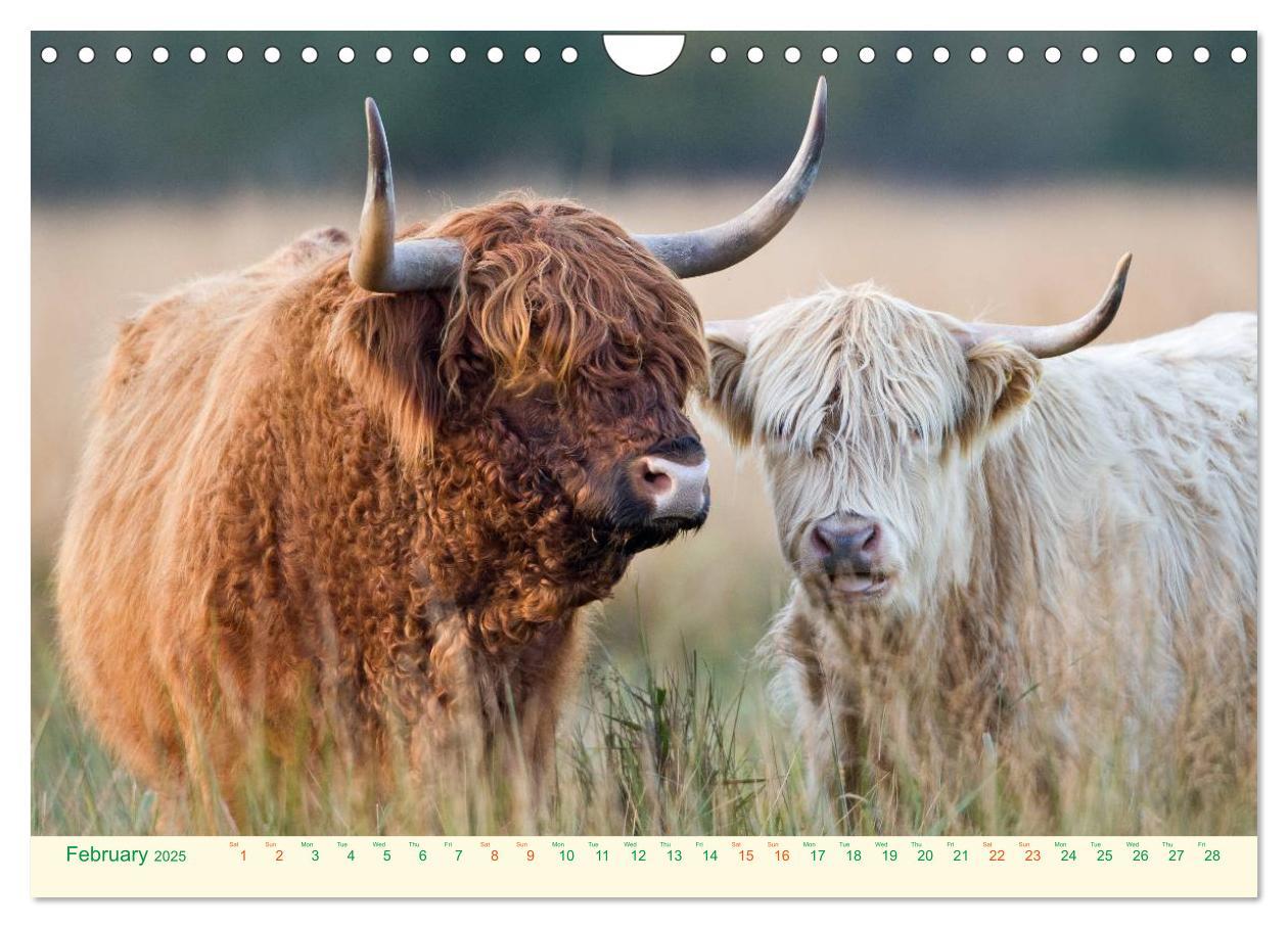 Bild: 9781325956616 | The Hairy Cow Calendar (Wall Calendar 2025 DIN A4 landscape),...