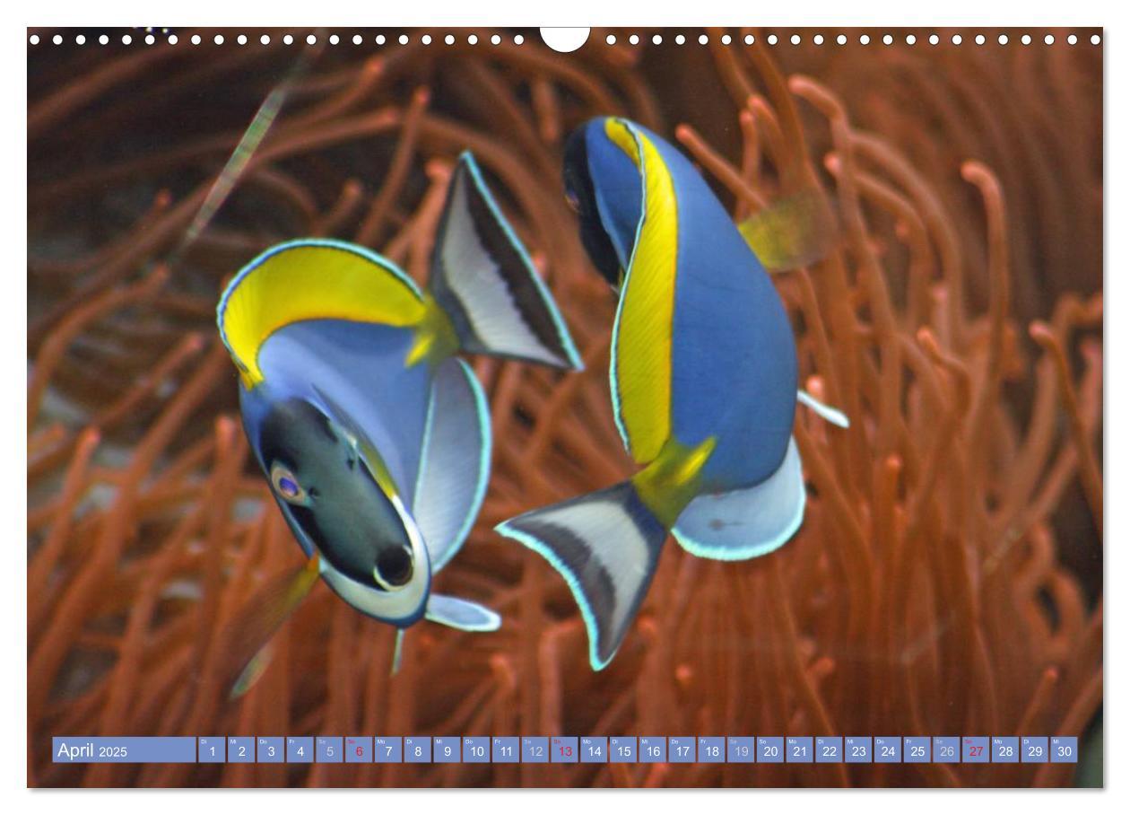 Bild: 9783435758760 | Bunte Welt der Fische (Wandkalender 2025 DIN A3 quer), CALVENDO...