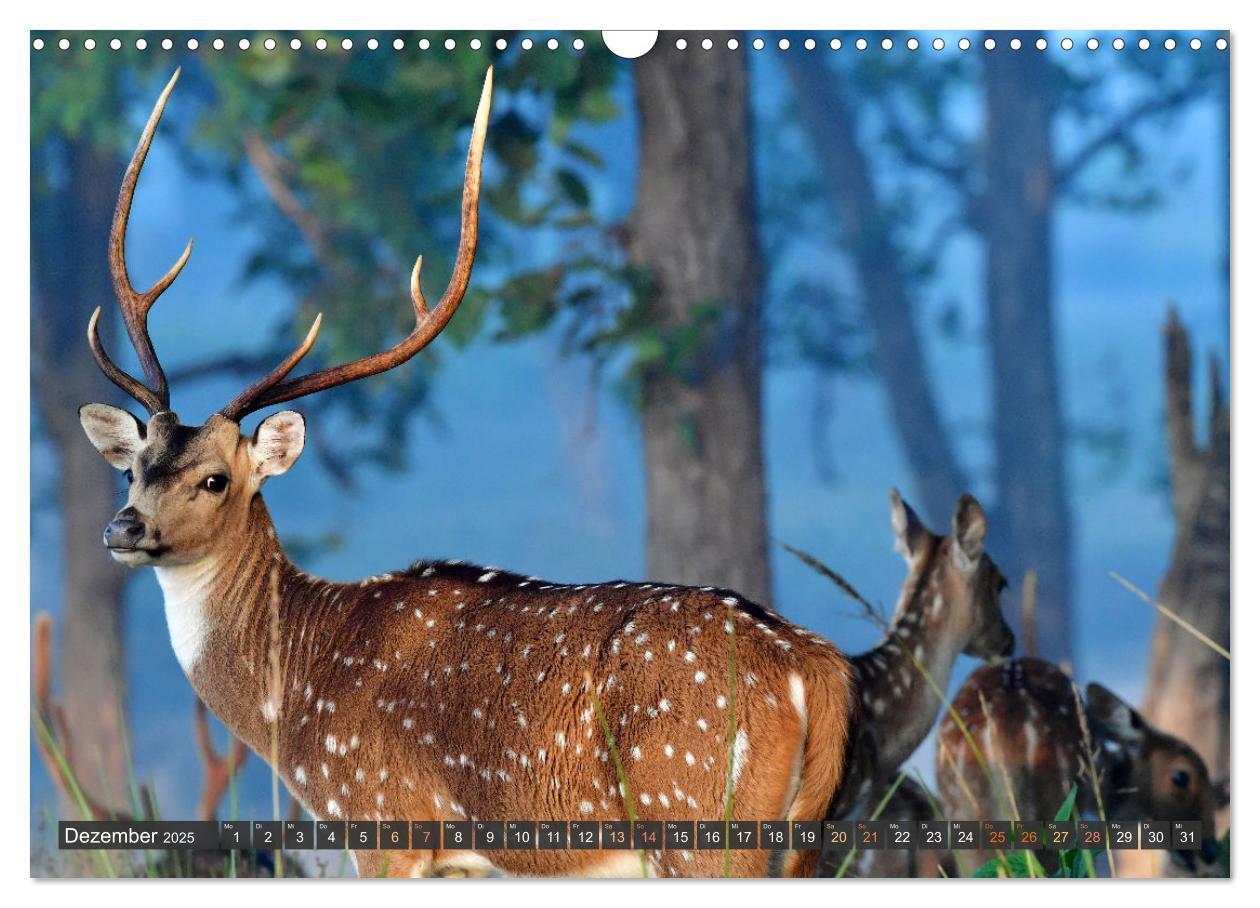 Bild: 9783435817092 | Tiere Indiens close up (Wandkalender 2025 DIN A3 quer), CALVENDO...