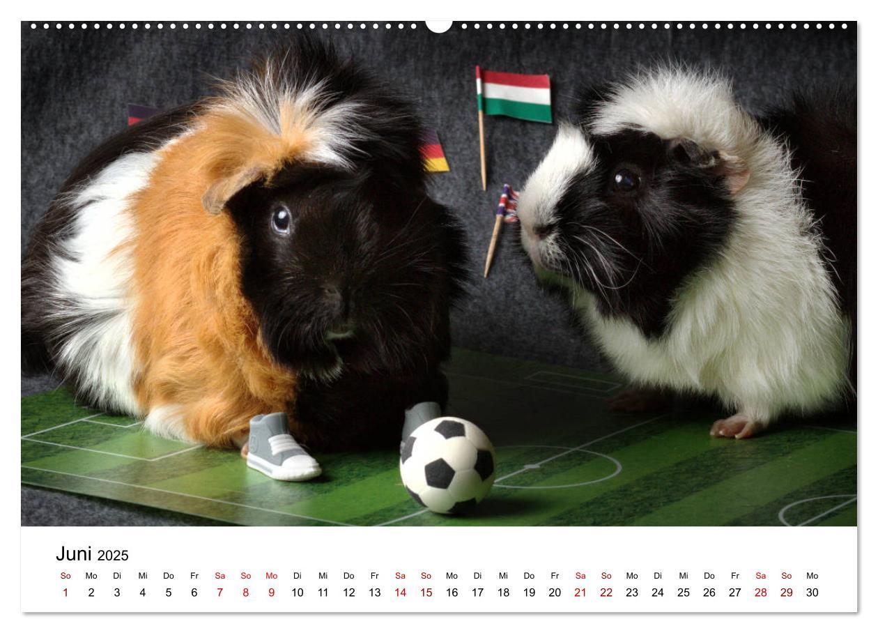 Bild: 9783435447978 | Unsere Meerschweinchen (Wandkalender 2025 DIN A2 quer), CALVENDO...