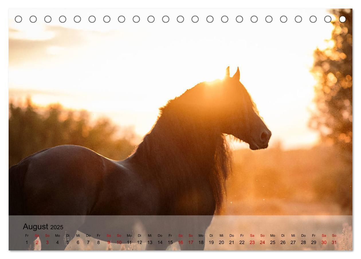 Bild: 9783435288441 | Pferdezauber 2025 (Tischkalender 2025 DIN A5 quer), CALVENDO...