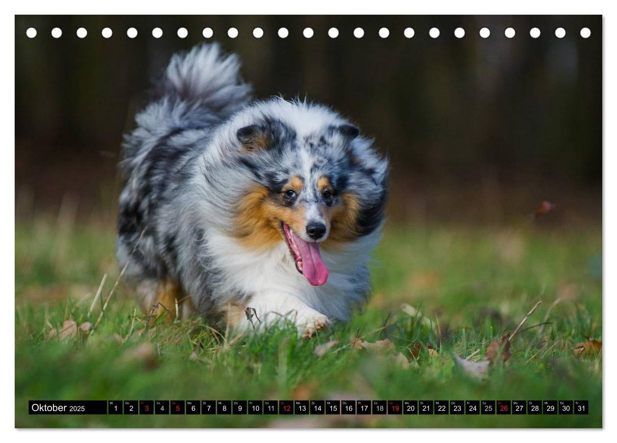 Bild: 9783435568758 | Traumhund Sheltie (Tischkalender 2025 DIN A5 quer), CALVENDO...