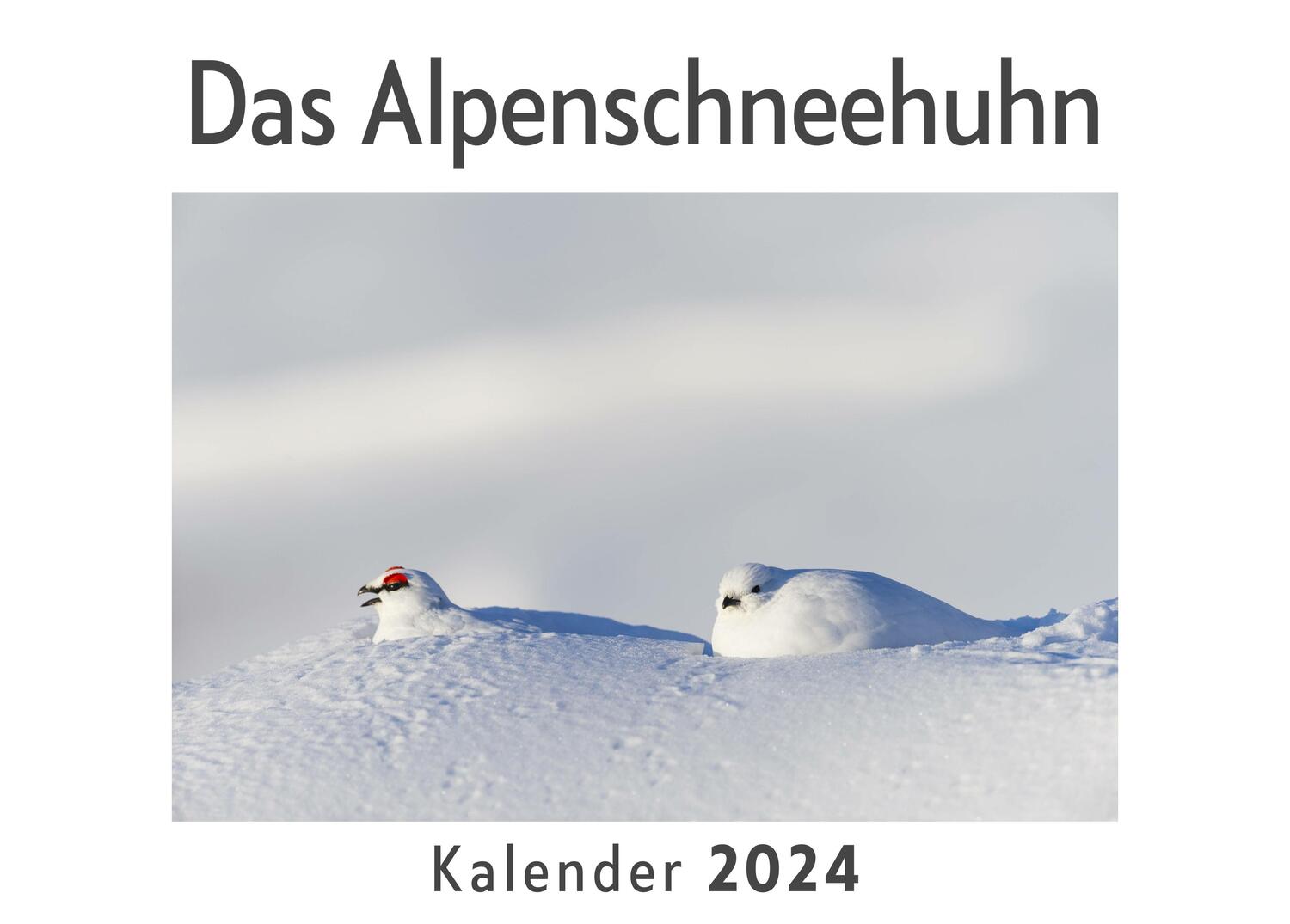 Cover: 9783750552982 | Das Alpenschneehuhn (Wandkalender 2024, Kalender DIN A4 quer,...