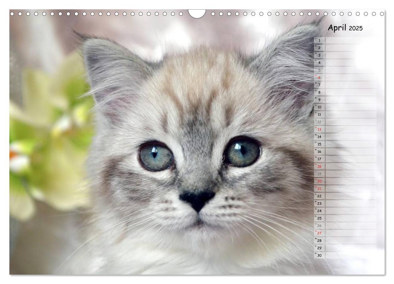 Bild: 9783435733859 | Katzen im Porträt / Geburtstagskalender (Wandkalender 2025 DIN A3...