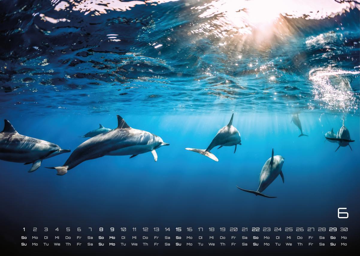 Bild: 9783986734305 | Sealife - verborgene Tiefen - 2025 - Kalender DIN A3 | GP-Fever.de