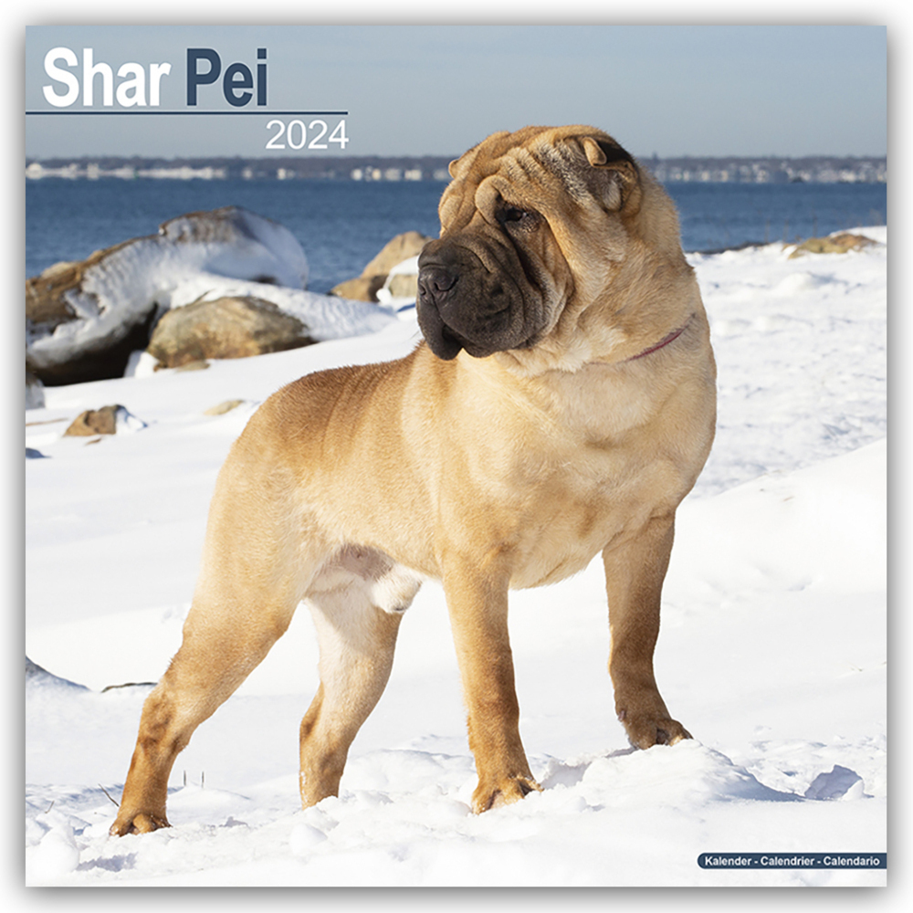 Cover: 9781804600917 | Shar Pei - Shar-Pei 2024 - 16-Monatskalender | Avonside Publishing Ltd
