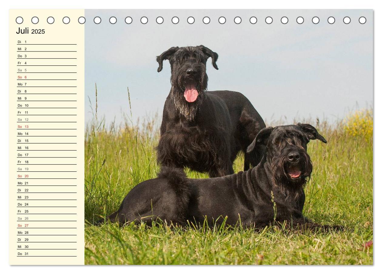 Bild: 9783435544110 | Treuer Freund Riesenschnauzer (Tischkalender 2025 DIN A5 quer),...