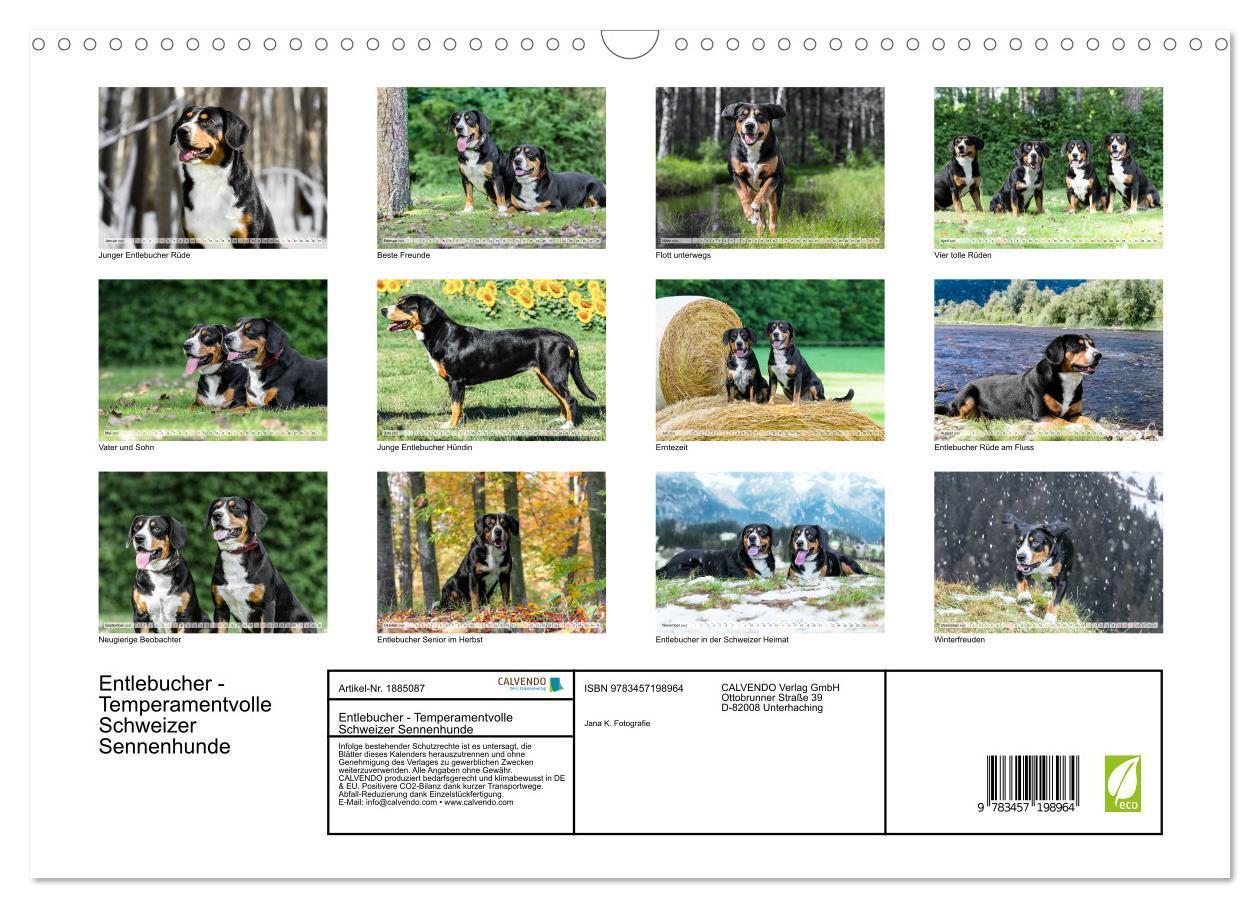 Bild: 9783457198964 | Entlebucher - Temperamentvolle Schweizer Sennenhunde (Wandkalender...