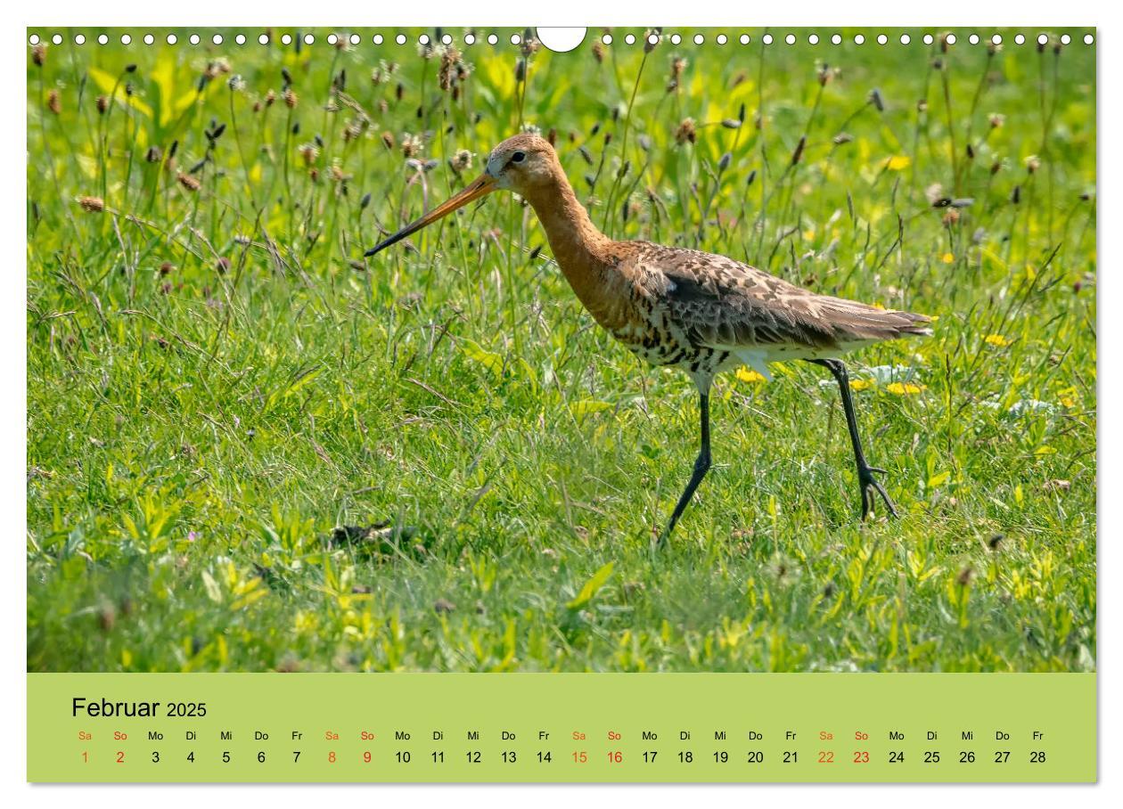 Bild: 9783435118410 | Limikolen - Watvögel am norddeutschen Wattenmeer (Wandkalender 2025...