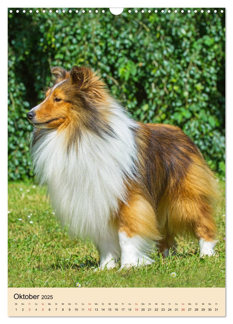 Bild: 9783435960101 | Sheltie - Wirbelwind auf 4 Pfoten (Wandkalender 2025 DIN A3 hoch),...