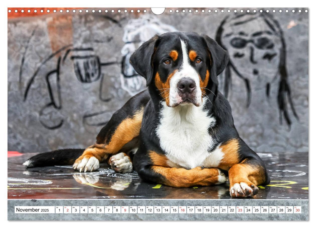 Bild: 9783435332892 | Großer Schweizer Sennenhund (Wandkalender 2025 DIN A3 quer),...