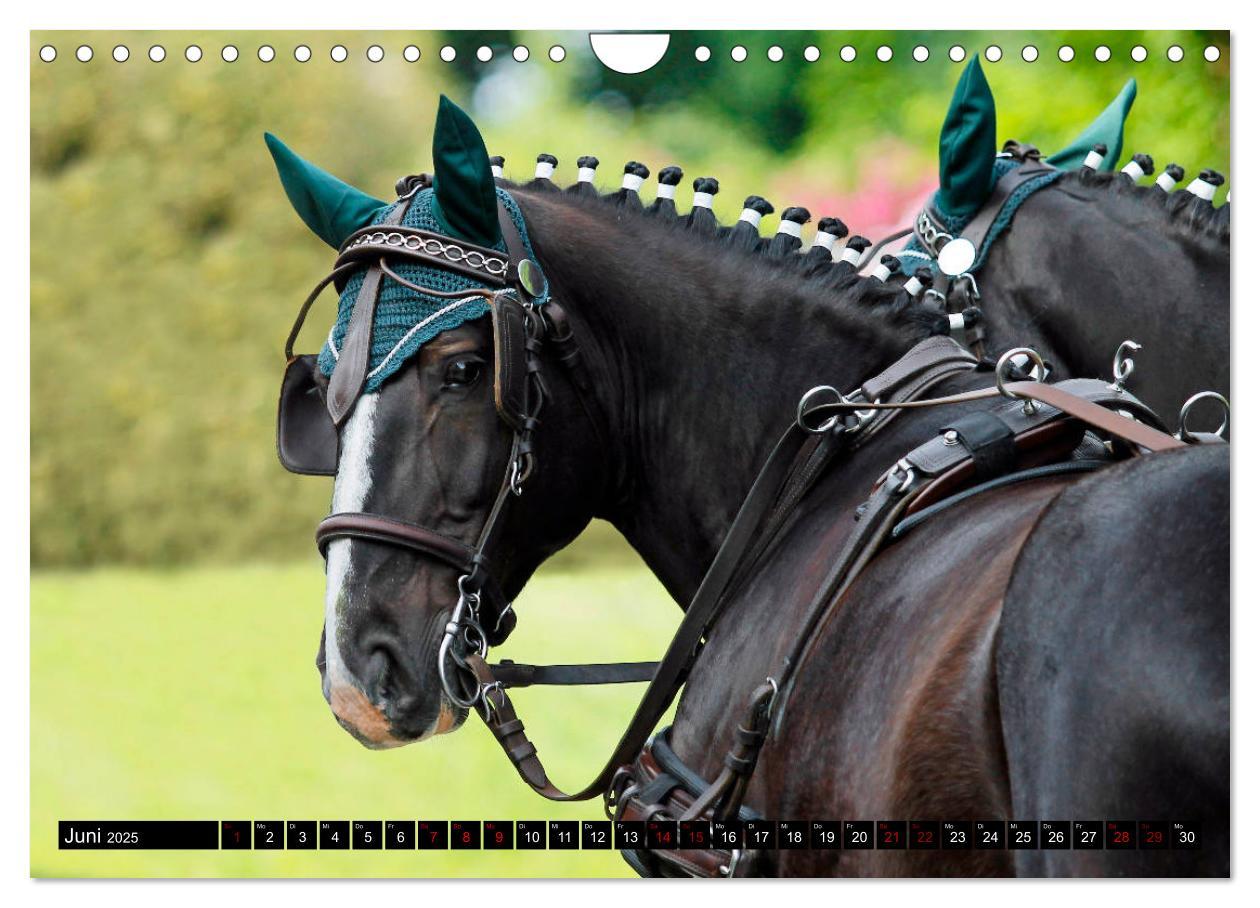 Bild: 9783435395590 | Schwere Warmblüter 2025 (Wandkalender 2025 DIN A4 quer), CALVENDO...