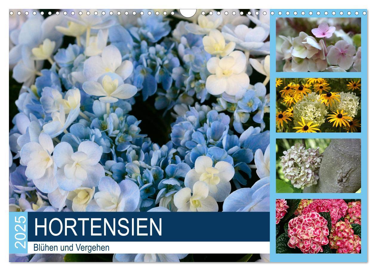 Cover: 9783435393688 | Hortensien Blühen und Vergehen (Wandkalender 2025 DIN A3 quer),...