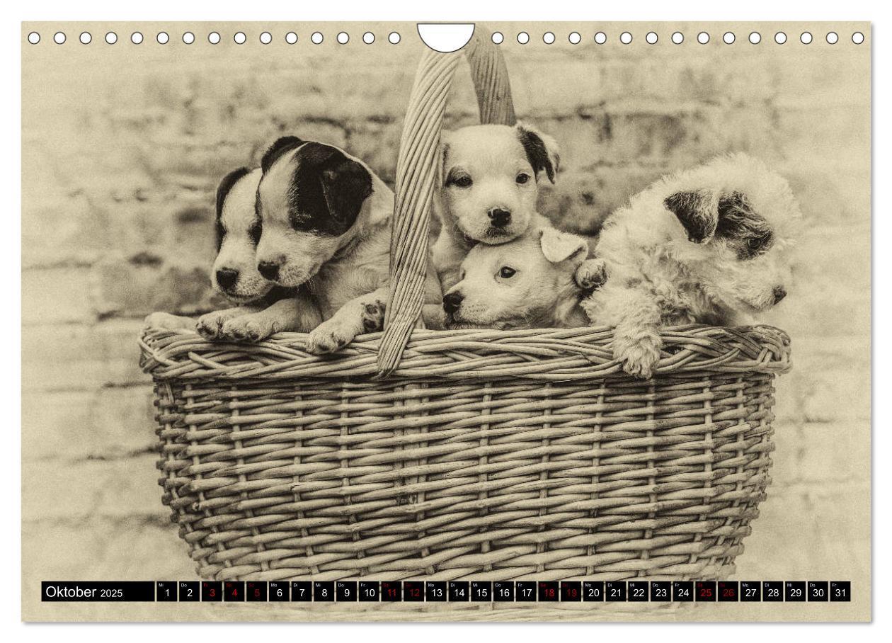 Bild: 9783435400911 | Parson Jack Russel Welpen (Wandkalender 2025 DIN A4 quer), CALVENDO...