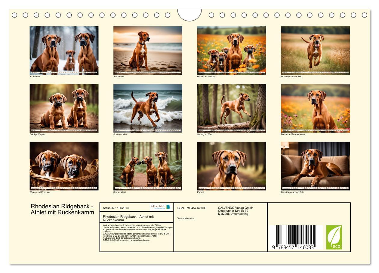 Bild: 9783457146033 | Rhodesian Ridgeback - Athlet mit Rückenkamm (Wandkalender 2025 DIN...