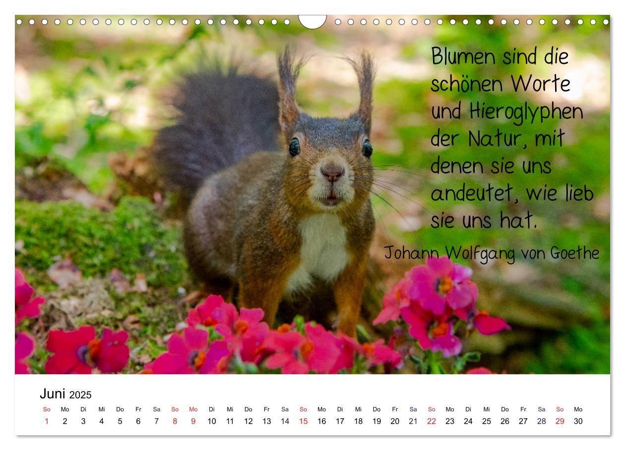 Bild: 9783435433926 | Der literarische Eichhörnchen-Kalender (Wandkalender 2025 DIN A3...