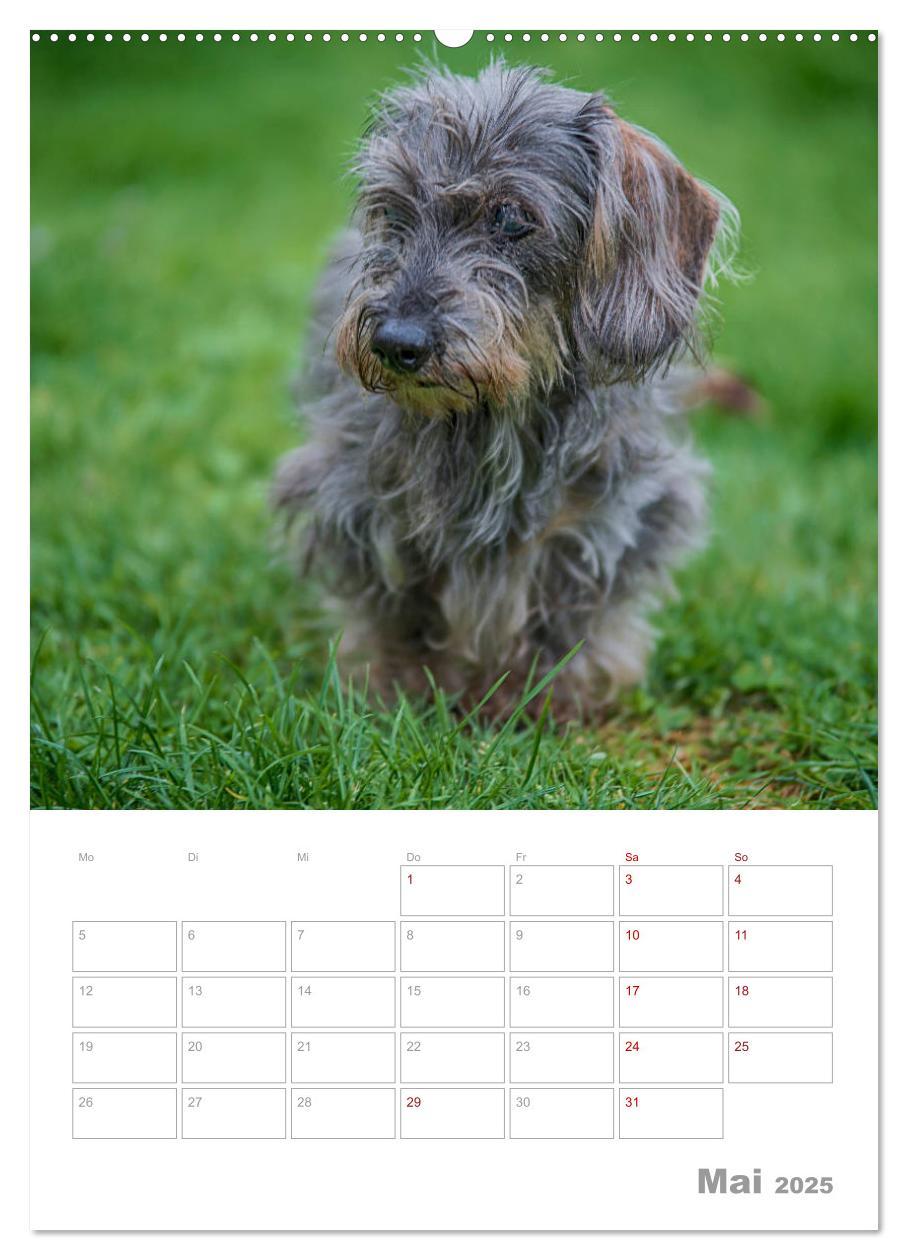 Bild: 9783435973354 | Dackelportraits (Wandkalender 2025 DIN A2 hoch), CALVENDO...