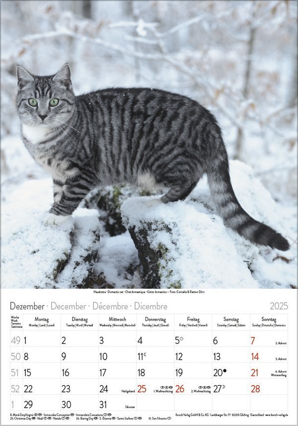 Bild: 9783731876168 | Katzen 2025 | Korsch Verlag | Kalender | Spiralbindung | 13 S. | 2025