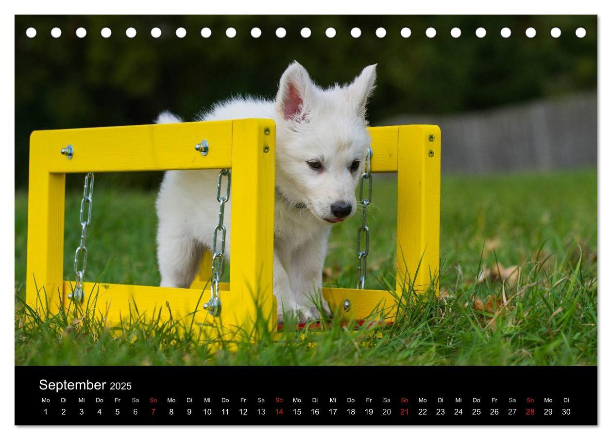 Bild: 9783435758326 | Weißer Schweizer Schäferhund - Ein Tag im Leben einer Hundefamilie...