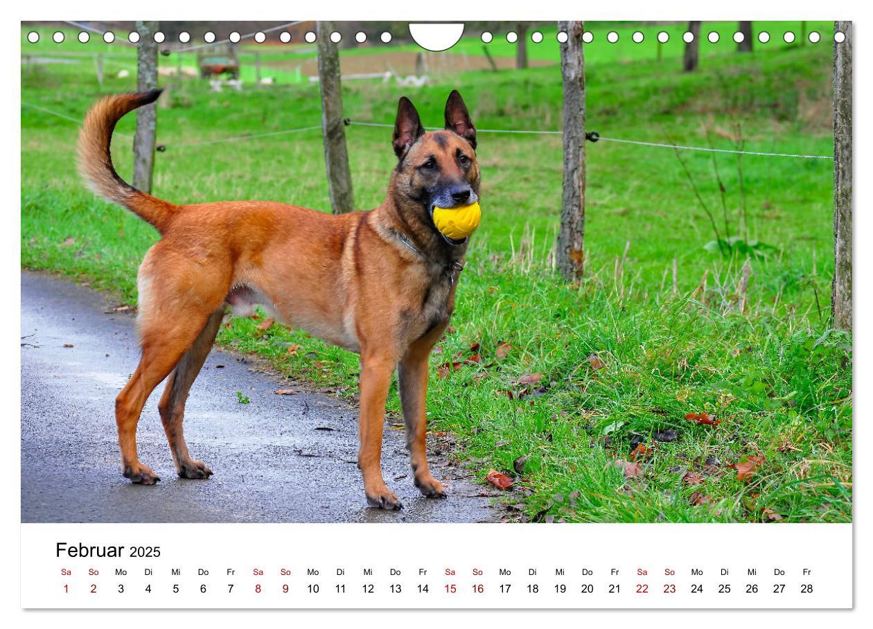 Bild: 9783435340415 | Malinois - Wahnsinn auf vier Pfoten (Wandkalender 2025 DIN A4...