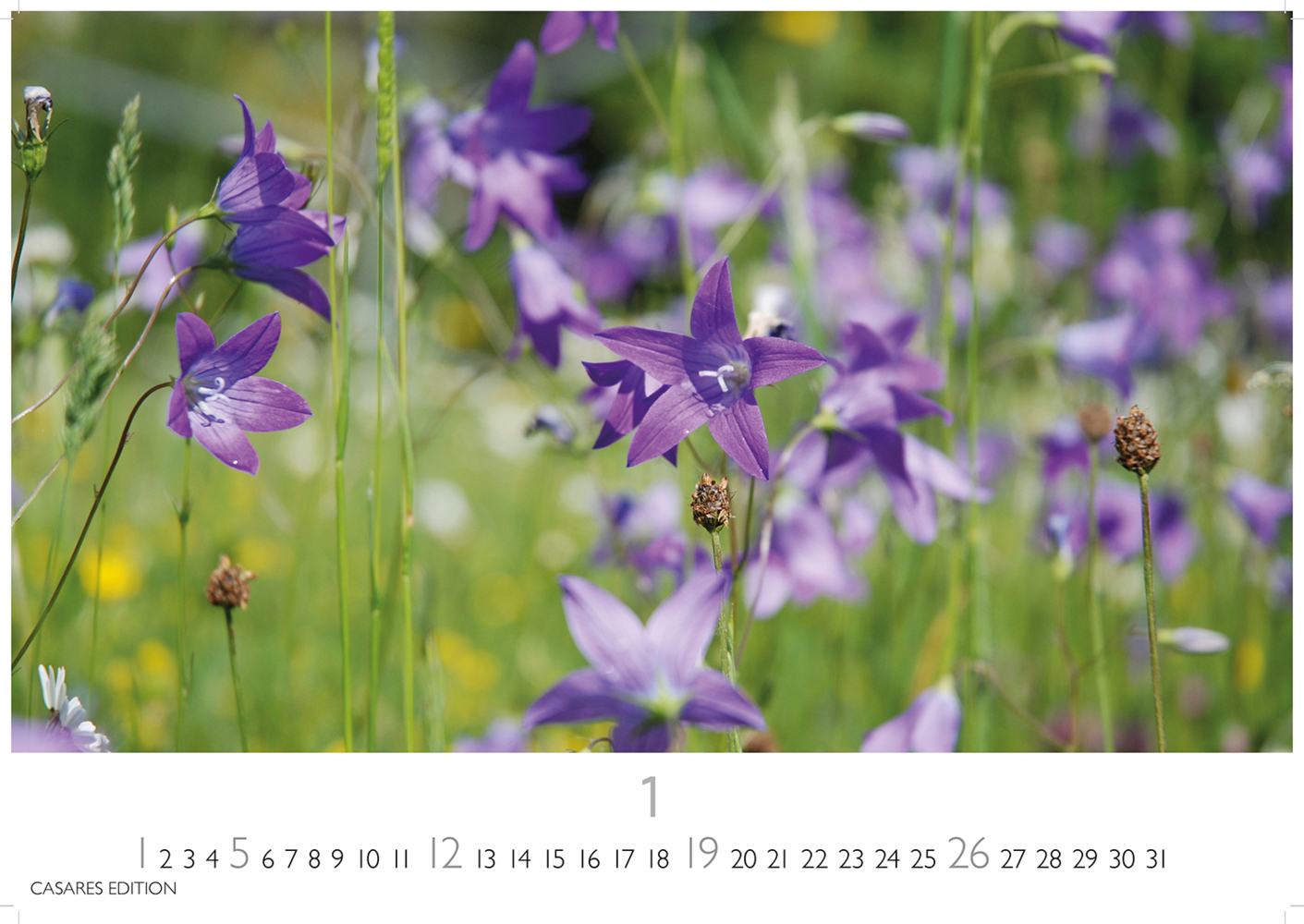 Bild: 9781835242193 | Blumenwiese 2025 S 24x35cm | Kalender | 14 S. | Deutsch | 2025