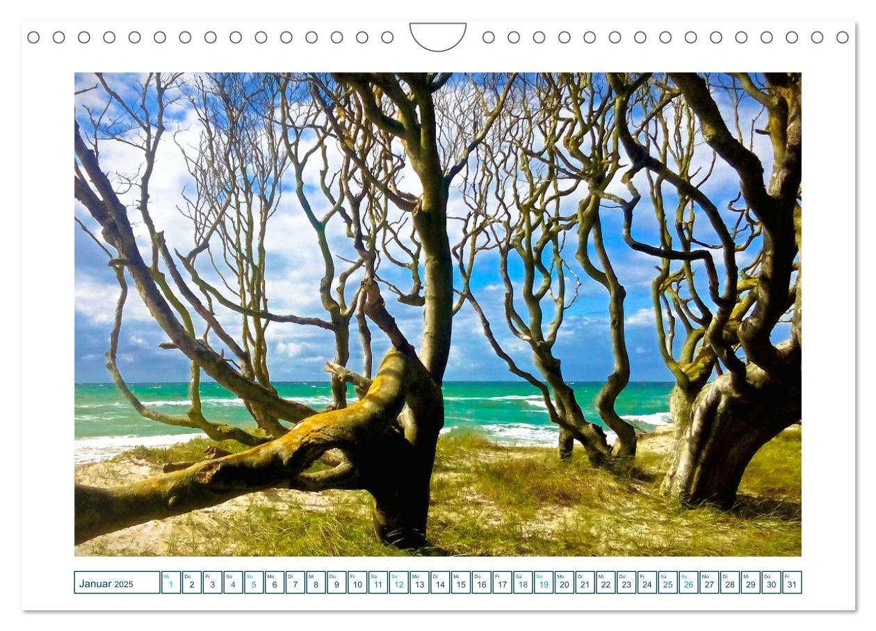 Bild: 9783457242131 | Der Weststrand am Darß (Wandkalender 2025 DIN A4 quer), CALVENDO...