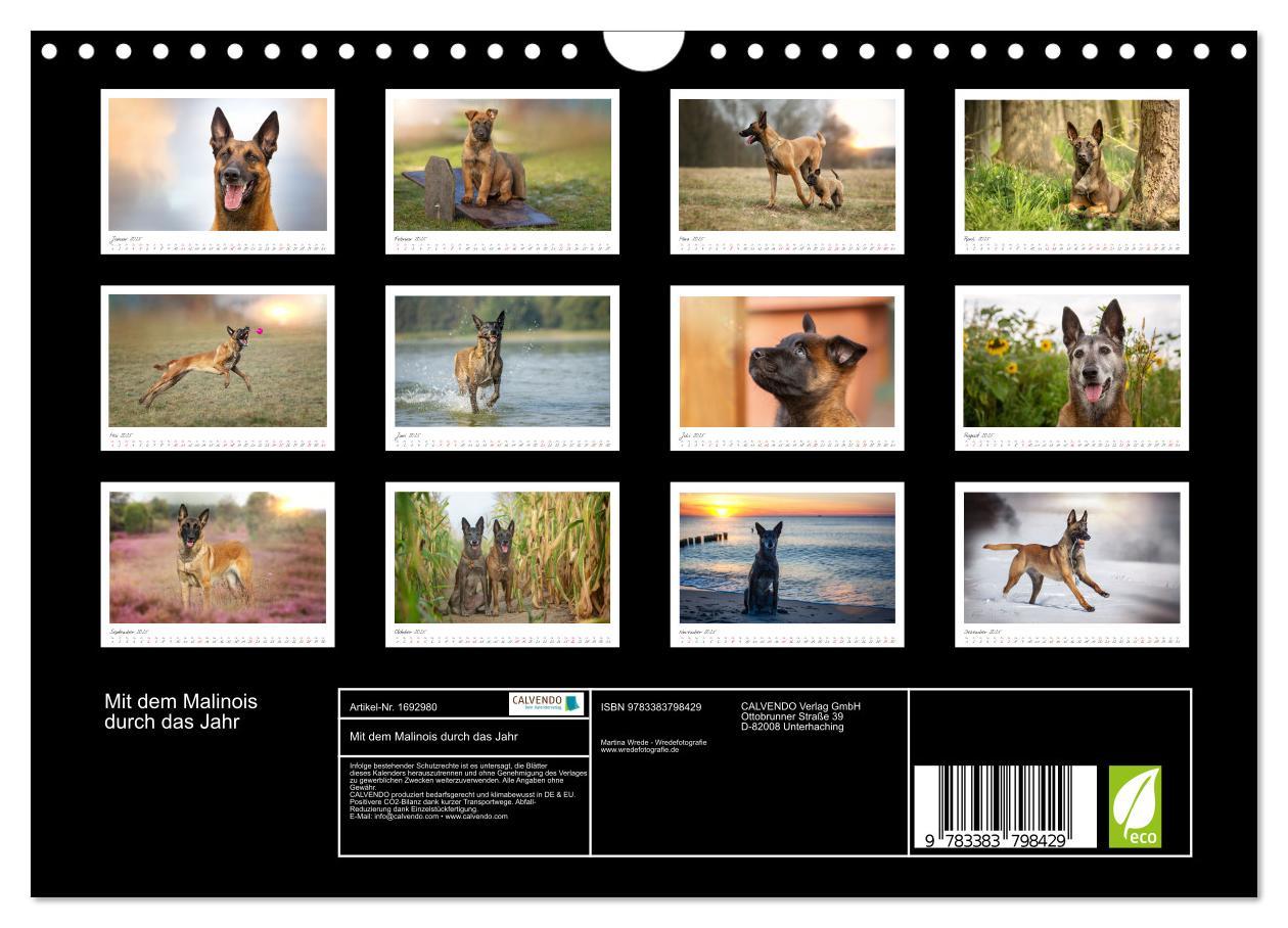 Bild: 9783383798429 | Mit dem Malinois durch das Jahr (Wandkalender 2025 DIN A4 quer),...