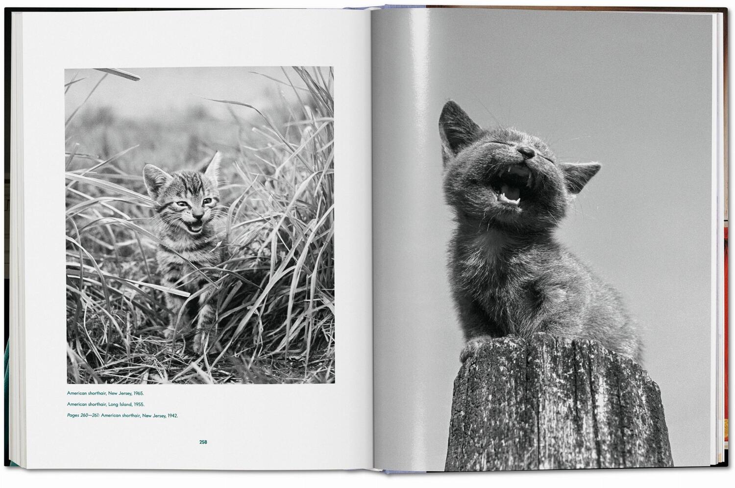 Bild: 9783836573856 | Walter Chandoha. Cats. Photographs 1942-2018 | Susan Michals | Buch