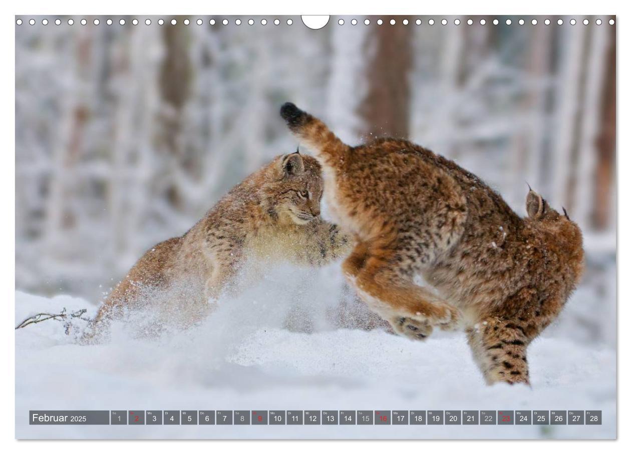 Bild: 9783435689576 | Der Luchs - Dem Pinselohr auf der Spur (Wandkalender 2025 DIN A3...