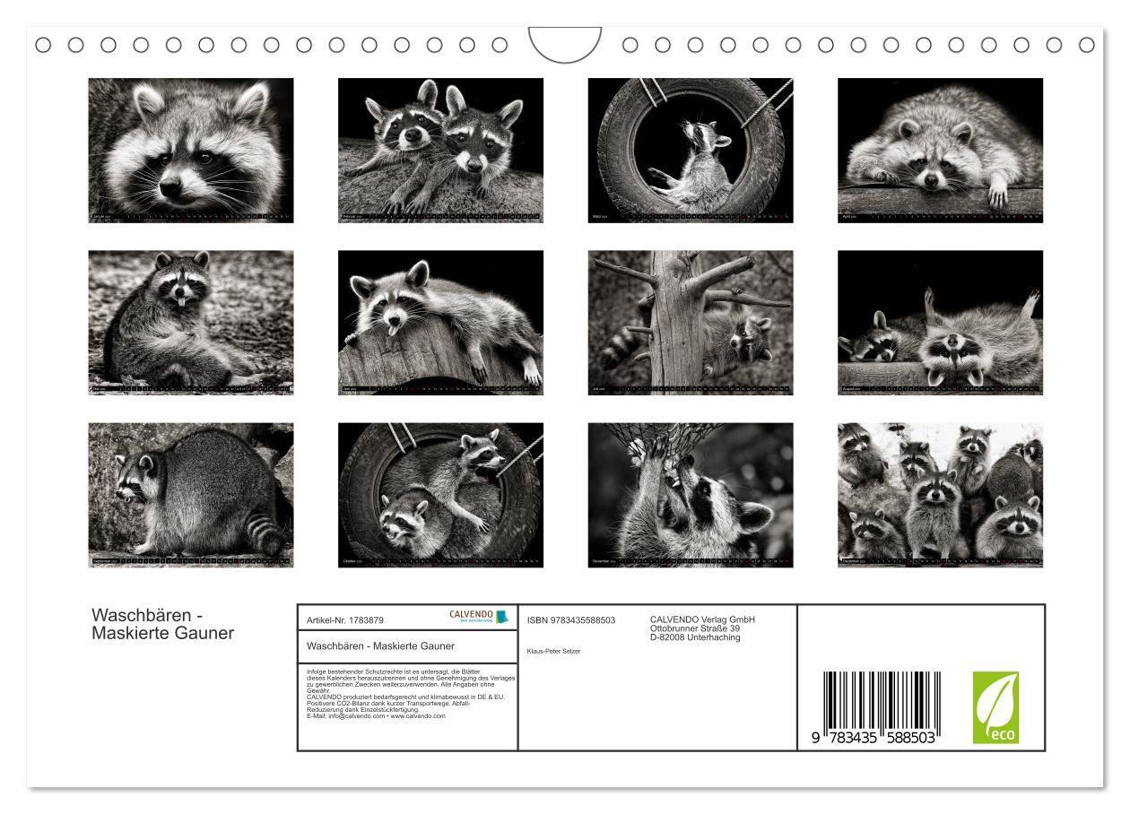 Bild: 9783435588503 | Waschbären - Maskierte Gauner (Wandkalender 2025 DIN A4 quer),...