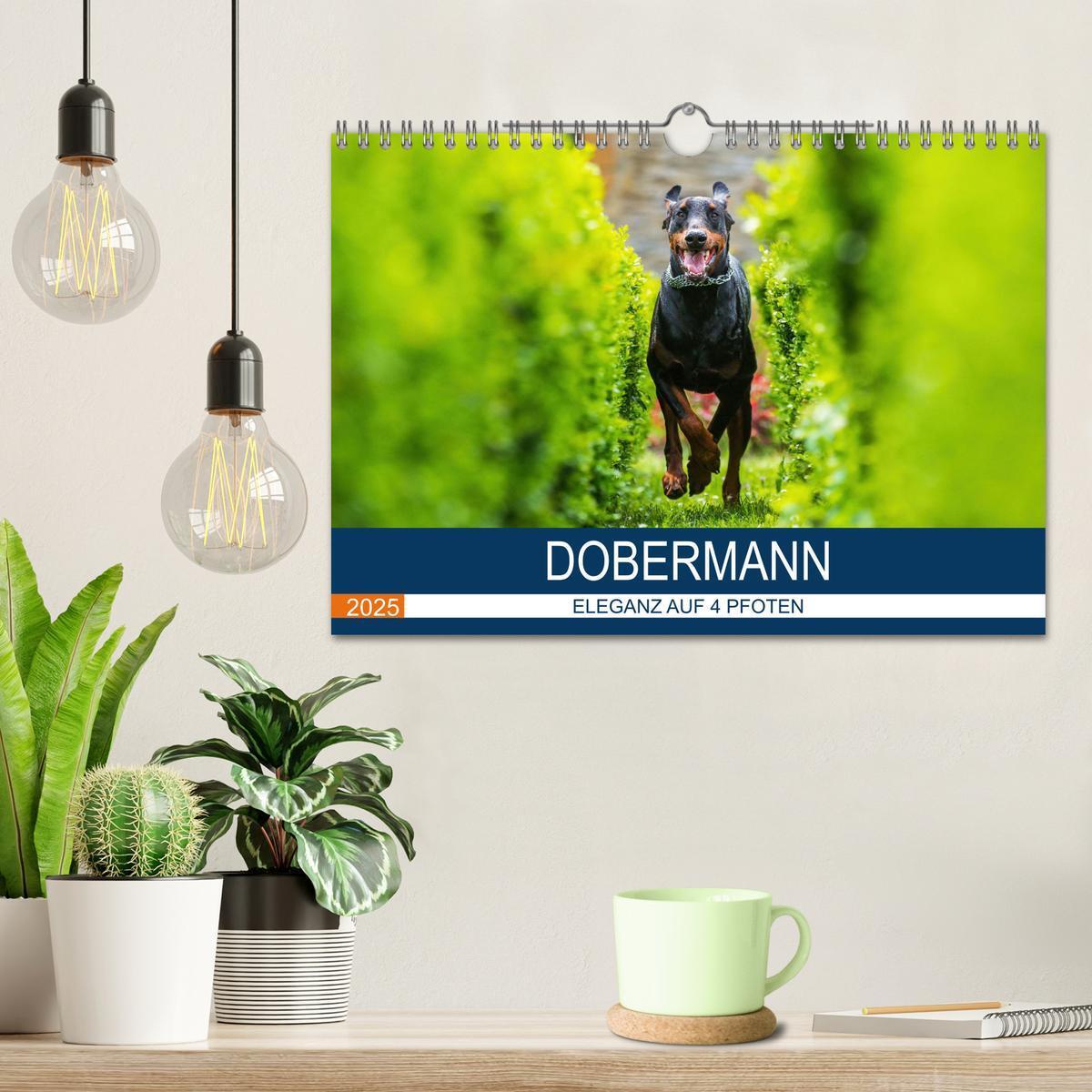 Bild: 9783435639366 | Dobermann 2025 (Wandkalender 2025 DIN A4 quer), CALVENDO...