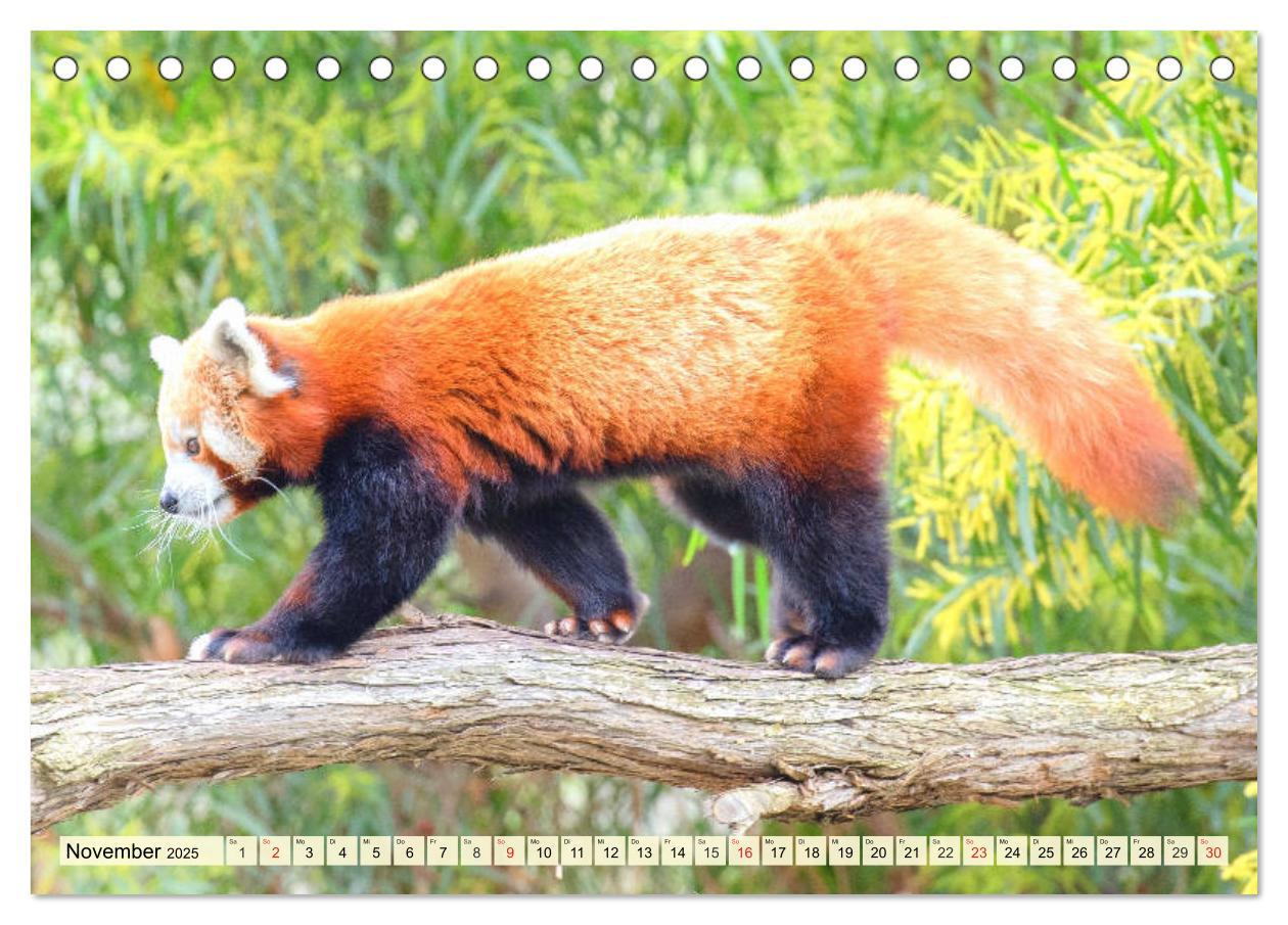 Bild: 9783435177394 | Roter Panda. Die superknuddeligen Katzenbären (Tischkalender 2025...