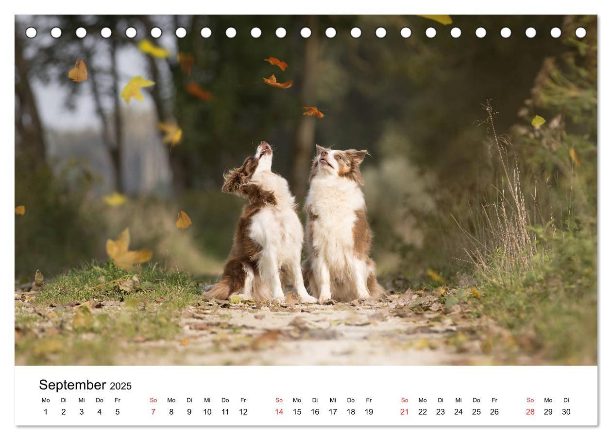 Bild: 9783435190539 | Border Collie - Bunt und clever! (Tischkalender 2025 DIN A5 quer),...