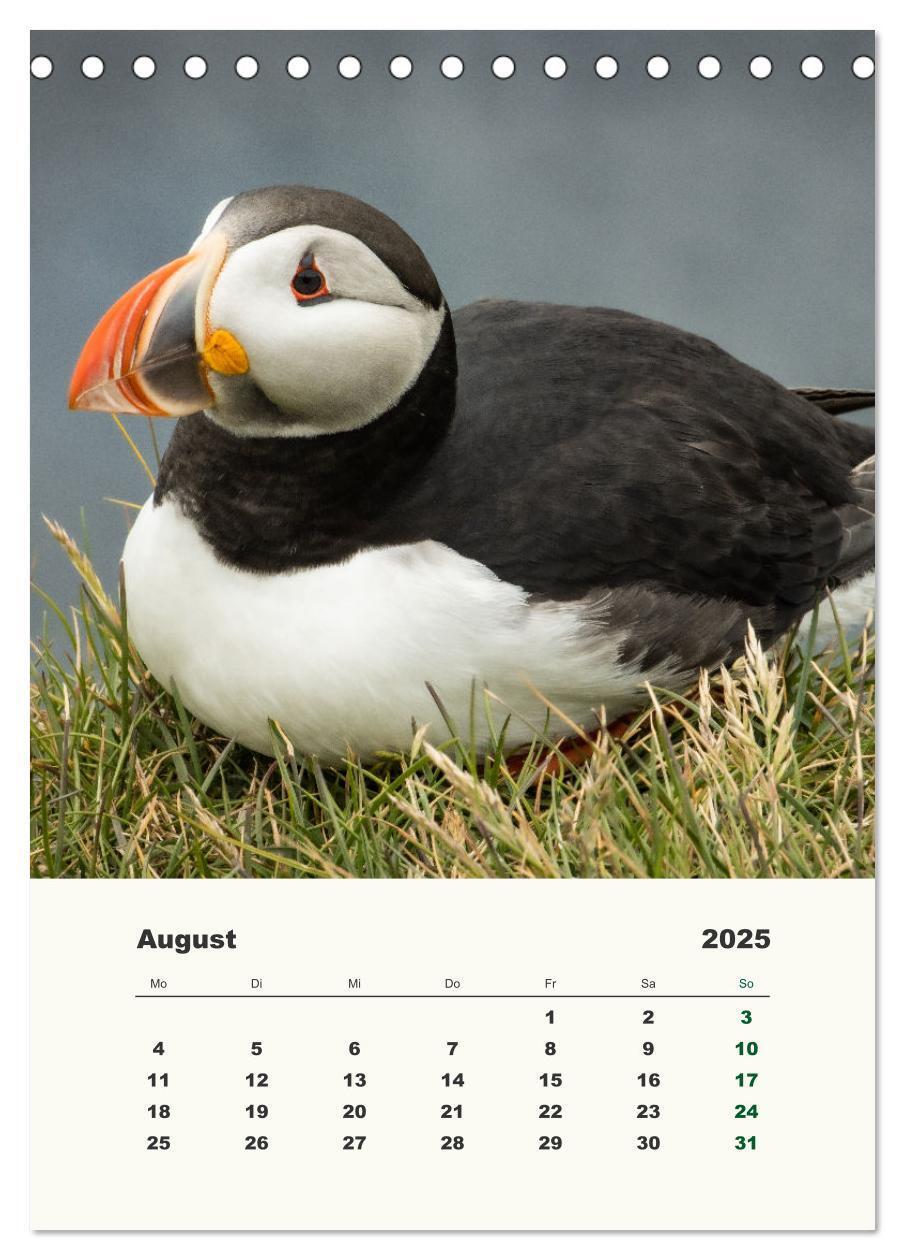 Bild: 9783435906314 | Papageientaucher in Island (Tischkalender 2025 DIN A5 hoch),...