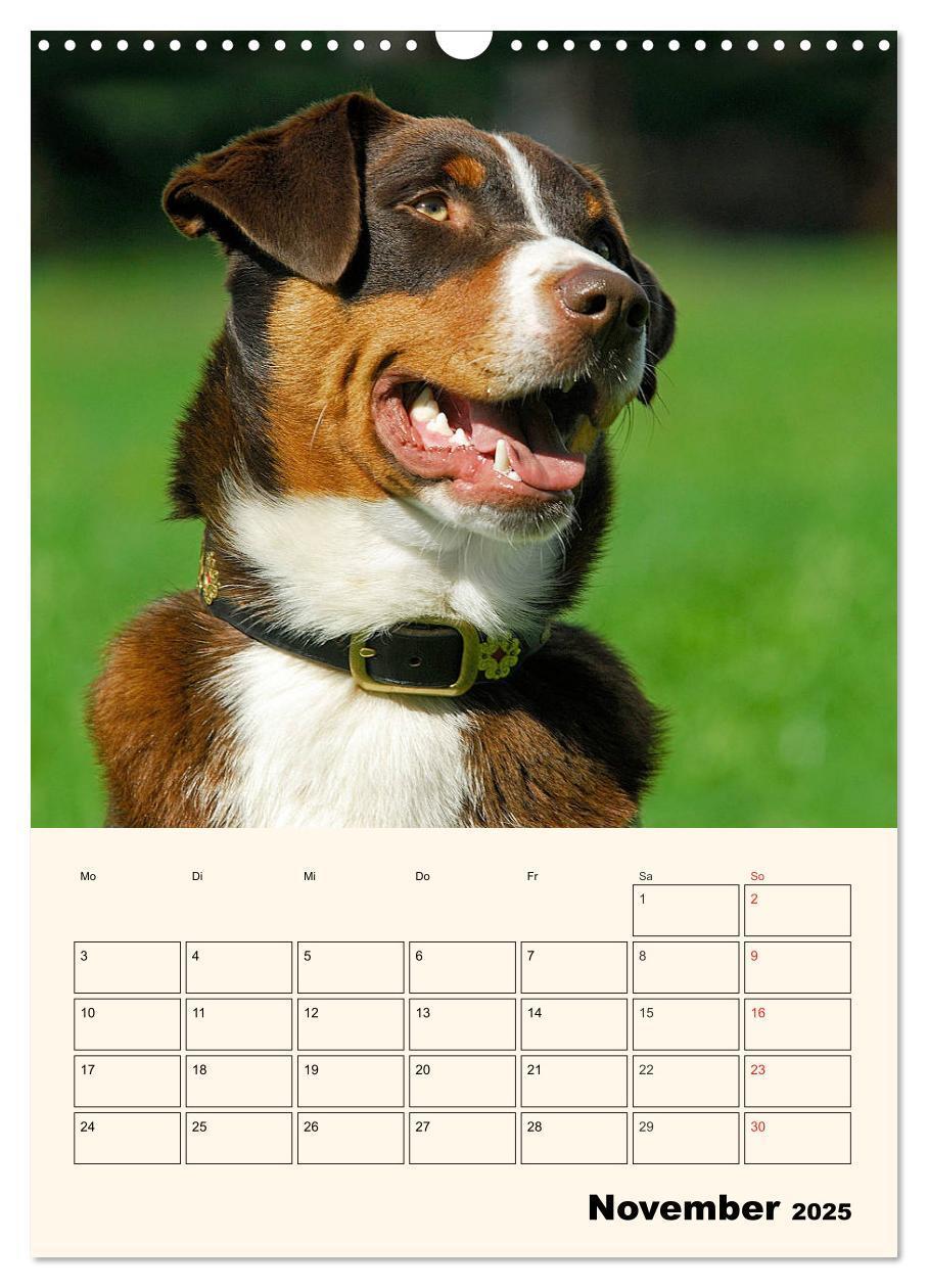 Bild: 9783435936571 | Appenzeller Sennenhund - Mit Plan durch das Jahr (Wandkalender 2025...