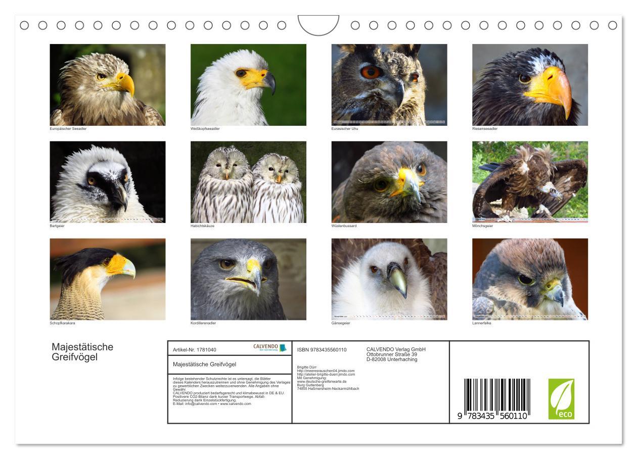 Bild: 9783435560110 | Majestätische Greifvögel (Wandkalender 2025 DIN A4 quer), CALVENDO...