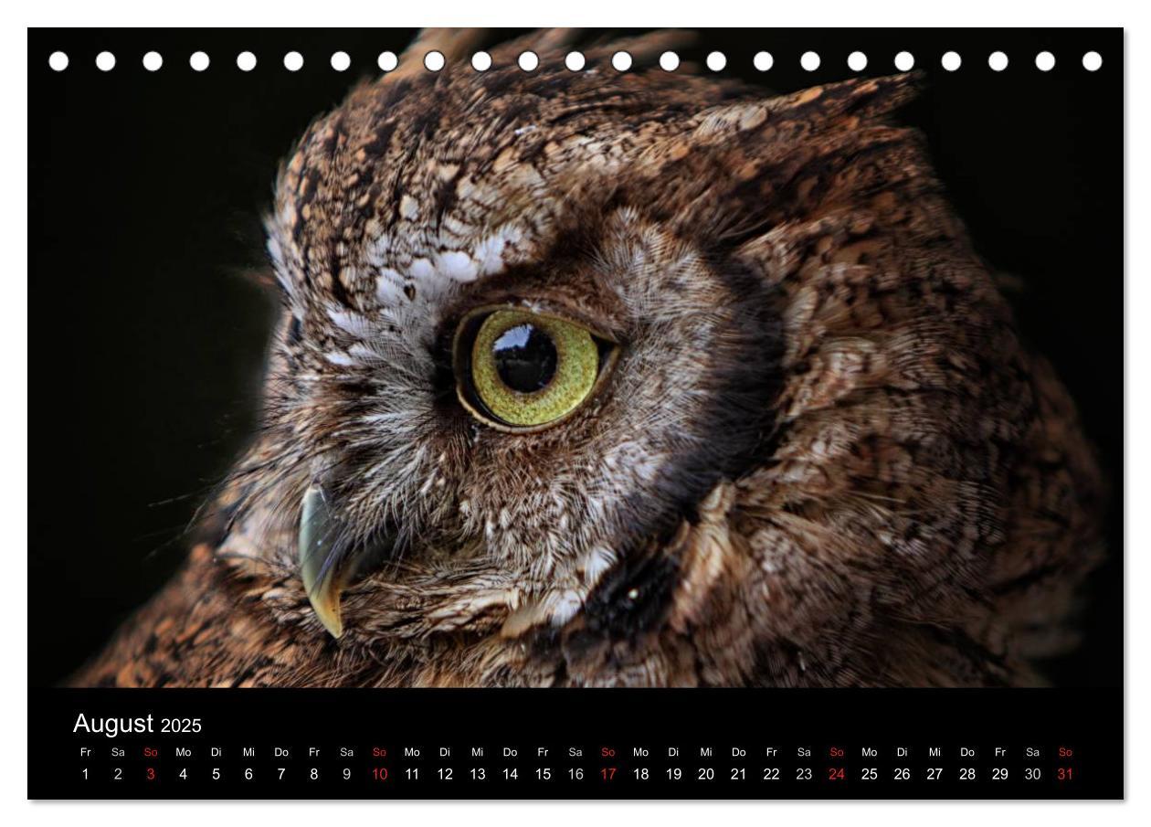 Bild: 9783435748020 | Raubvögel zum Greifen nahe (Tischkalender 2025 DIN A5 quer),...