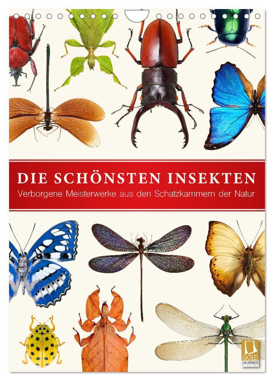 Cover: 9783383124815 | Die schönsten Insekten (Wandkalender 2024 DIN A4 hoch), CALVENDO...
