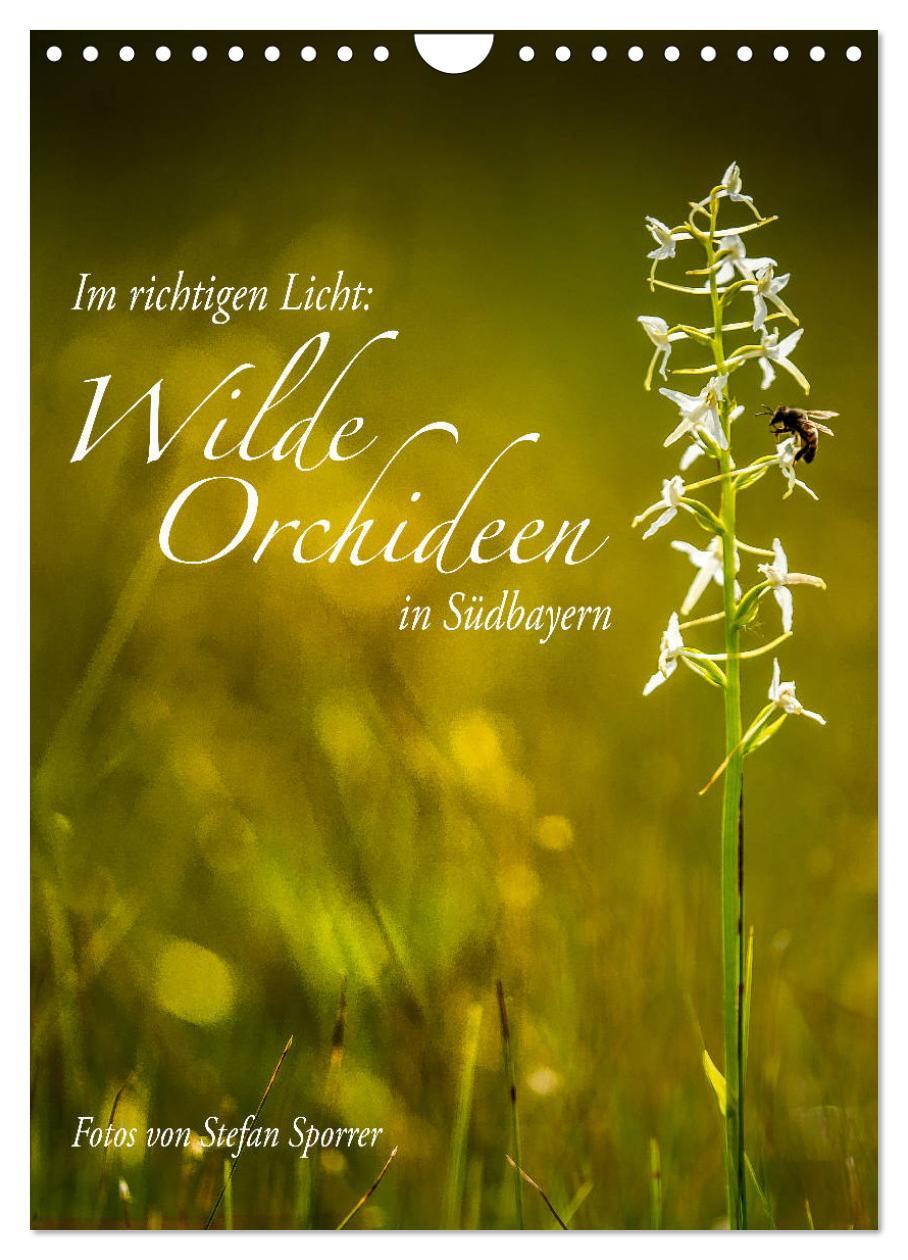 Cover: 9783435988341 | Im richtigen Licht: Wilde Orchideen in Südbayern (Wandkalender 2025...