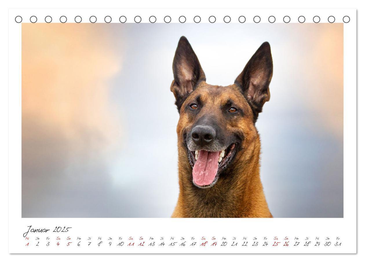 Bild: 9783383798450 | Mit dem Malinois durch das Jahr (Tischkalender 2025 DIN A5 quer),...