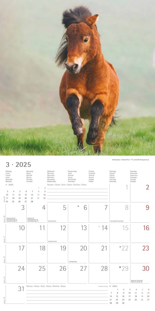 Bild: 4251732343040 | Alpha Edition - Ponys 2025 Broschürenkalender, 30x30cm,...