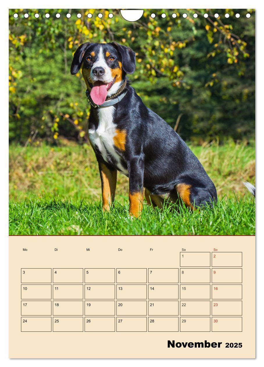 Bild: 9783435959198 | Jahresplaner Entlebucher Sennenhund (Wandkalender 2025 DIN A4...