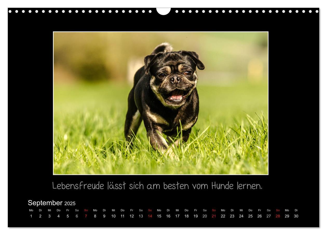 Bild: 9783435713288 | Möpse 2025 (Wandkalender 2025 DIN A3 quer), CALVENDO Monatskalender