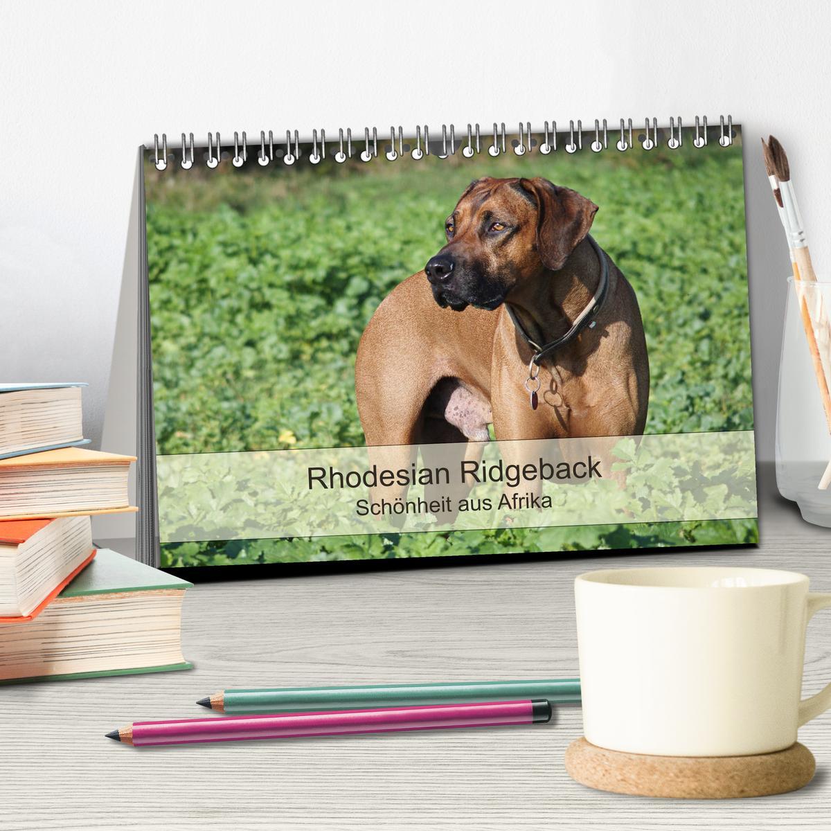 Bild: 9783435473816 | Rhodesian Ridgeback Schönheit aus Afrika (Tischkalender 2025 DIN A5...