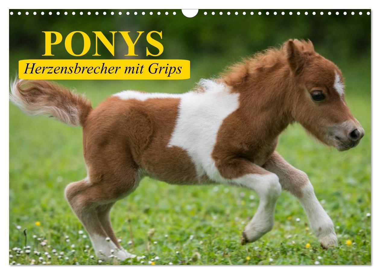 Cover: 9783435651825 | Ponys. Herzensbrecher mit Grips (Wandkalender 2025 DIN A3 quer),...