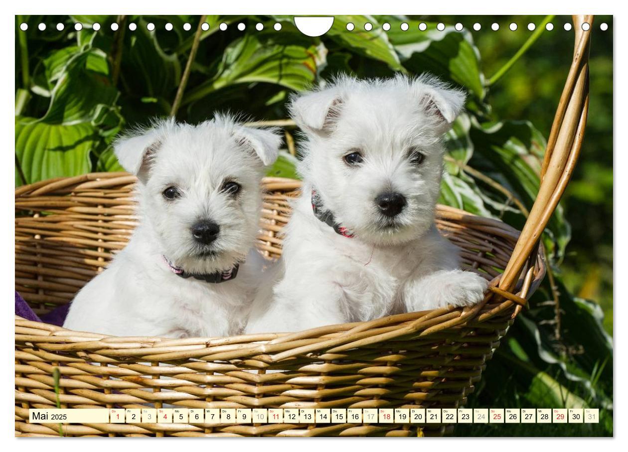 Bild: 9783435463060 | Kobold auf 4 Pfoten - West Highland White Terrier (Wandkalender...