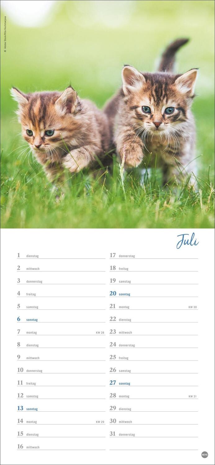 Bild: 9783756406159 | Katzen slim - Auf sanften Pfoten Kalender 2025 | Heye | Kalender