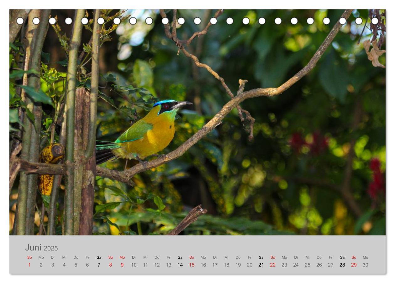 Bild: 9783435618668 | Costa Rica - Exotische Vögel im Regenwald (Tischkalender 2025 DIN...