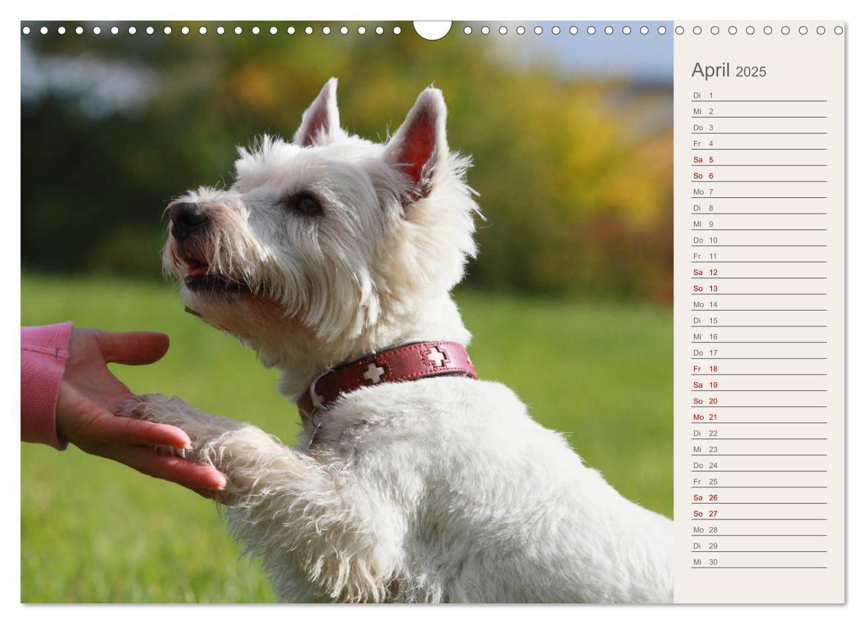 Bild: 9783435408290 | West Highland White Terrier - Selbstbewustes Powerpaket - der...