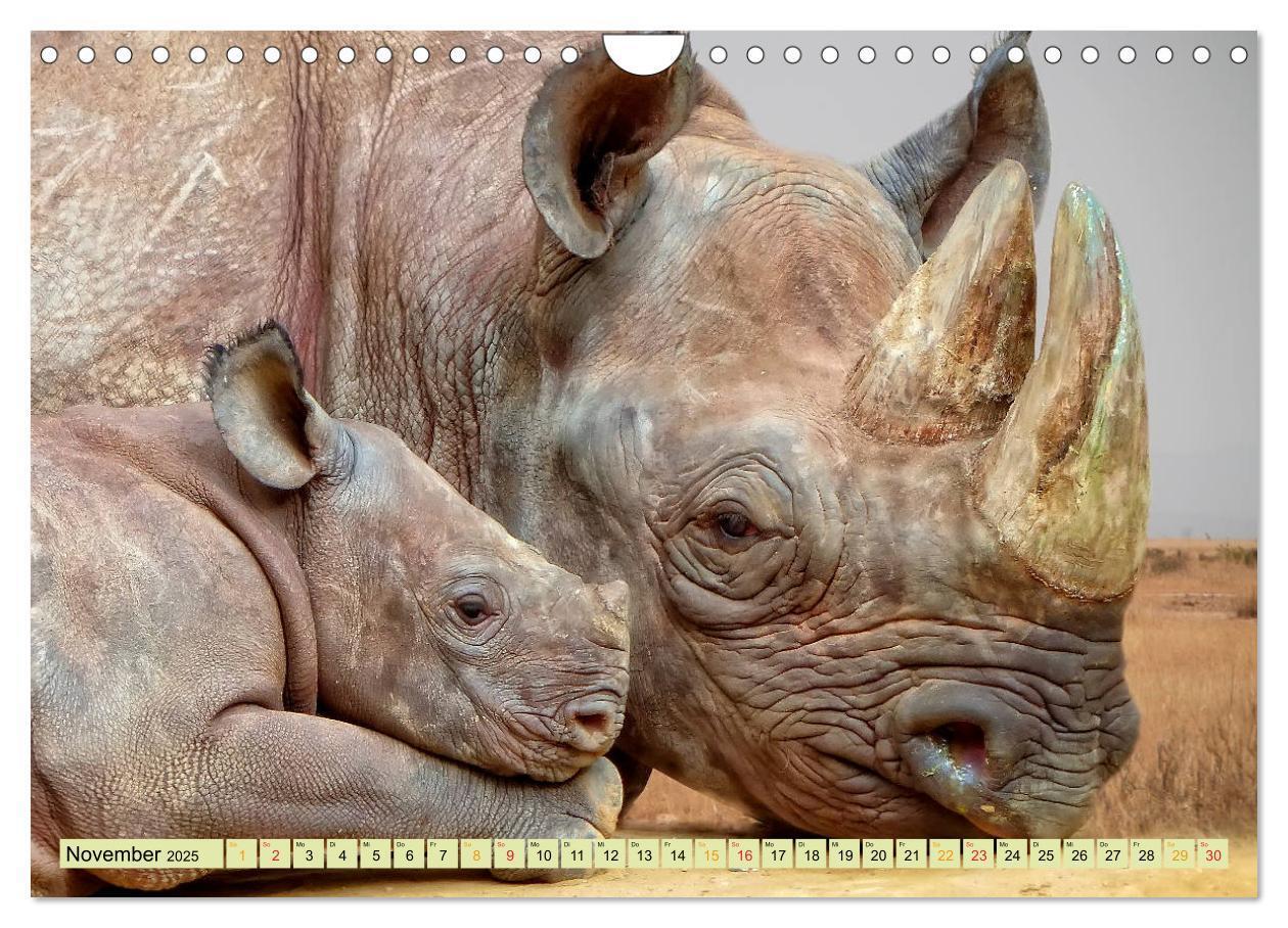 Bild: 9783435371204 | Bedrohte Tierart - Nashorn (Wandkalender 2025 DIN A4 quer),...